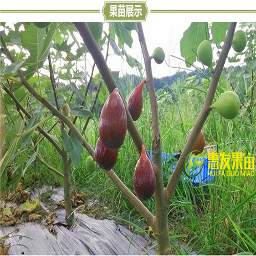 广东无花果苗基地，广东无花果苗，广东果树苗 