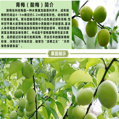 广东果苗批发，东莞酸梅苗，惠州酸梅苗 