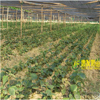 河源弥猴桃苗，惠州弥猴桃苗，广东弥猴桃苗 