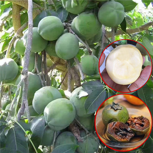 深圳白柿(冰淇淋果）白柿(冰淇淋果）