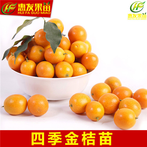 河源四季金桔苗，河源金桔苗，河源果树苗 
