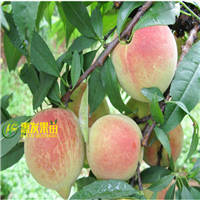 河源鹰嘴桃苗，正宗鹰嘴桃苗 