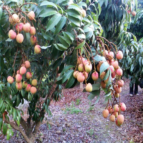 深圳三月红荔枝苗，深圳荔枝苗基地 