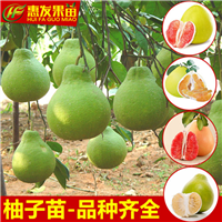 东莞红肉蜜柚苗，深圳红肉蜜柚苗，广东果苗 
