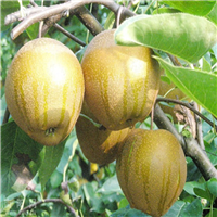 广东果苗批发；东莞桂花梨苗；惠州桂花梨苗 