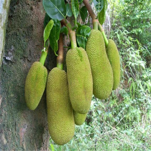 广东红肉菠萝蜜苗，广东菠萝蜜苗，广东果苗 