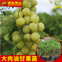 深圳余甘苗基地，深圳余甘苗，广东余甘苗 