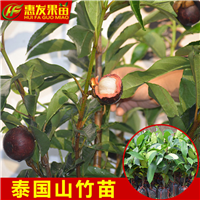 广东果苗，广东山竹苗，深圳山竹苗 