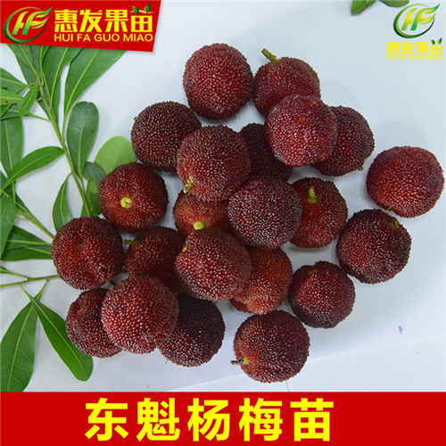 广东杨梅苗-惠州杨梅苗-惠城区杨梅苗 