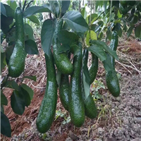 广东青瓜牛油果苗，惠州青瓜牛油果苗 