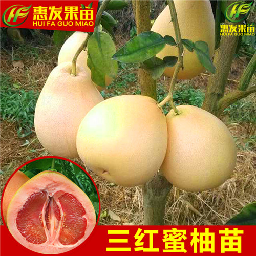 深圳三红蜜柚苗，东莞三红蜜柚苗，广东果苗 