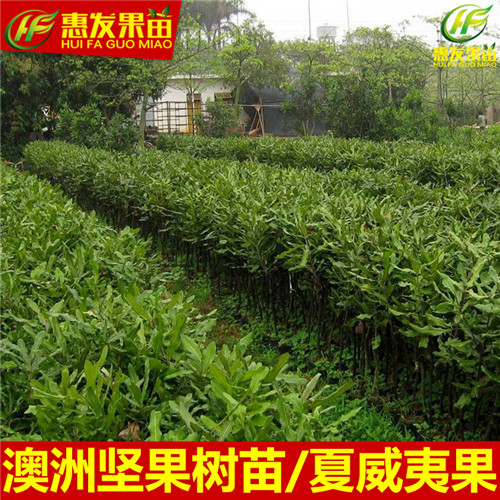 惠州果苗，惠州澳洲坚果苗 