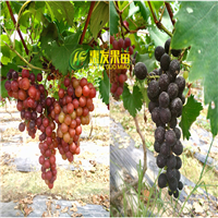 湛江葡萄苗，湛江夏黑葡萄苗 