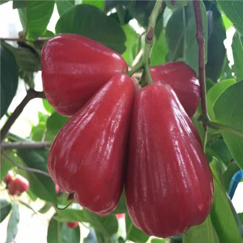 惠州大叶红莲雾苗，惠城区大叶红莲雾苗 