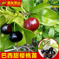 巴西甜樱桃苗，深圳樱桃苗，深圳果苗 