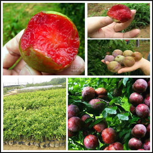 深圳迟熟三华李苗，东莞迟熟三华李苗 