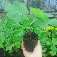 供应无花果苗/销售无花果苗/广东无花果苗 