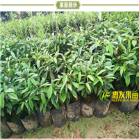 湛江牛奶果苗，湛江果苗 