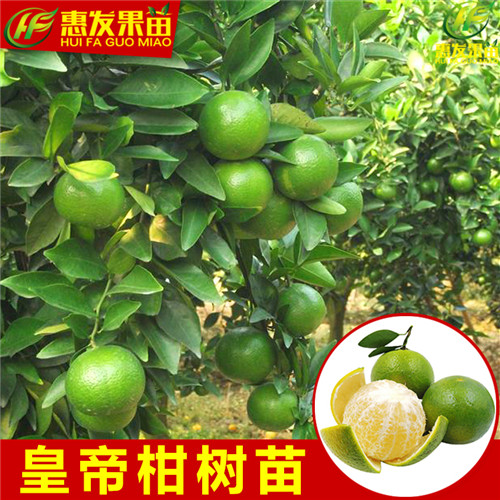 河源皇帝柑苗基地，河源皇帝柑苗，河源果苗 