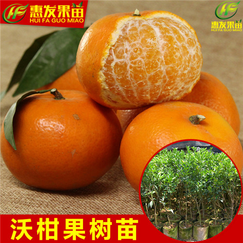 惠州沃柑苗基地，惠州沃柑苗，广东沃柑苗 