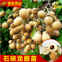 深圳石硖龙眼苗批发，深圳石硖龙眼苗基地 