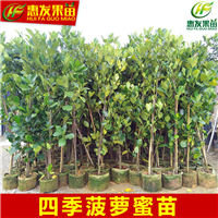 马来西亚1号四季菠萝蜜，广东四季菠萝蜜苗 