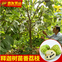 湛江凤梨释迦苗，湛江番鬼荔枝苗，湛江果苗 