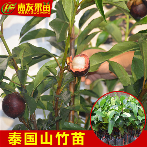 广东果苗，广东山竹苗，深圳山竹苗 
