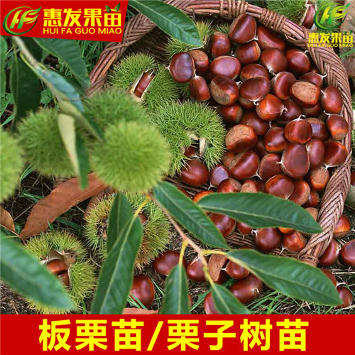 广东板粟苗，罗湖板粟苗，宝安板粟苗批发 