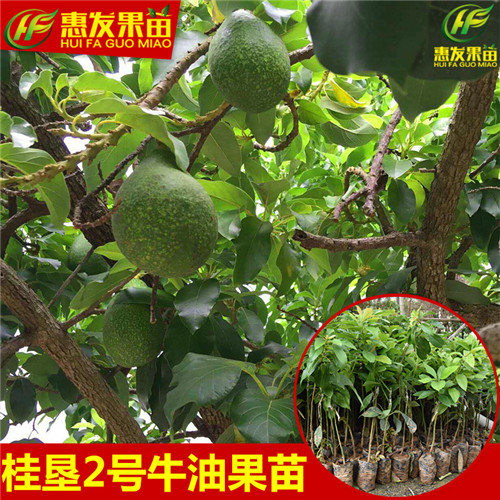 深圳桂垦牛油果苗，东莞桂垦牛油果苗 