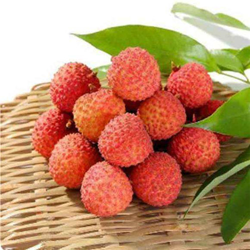 湛江桂味荔枝苗，湛江荔枝苗，湛江果树苗 