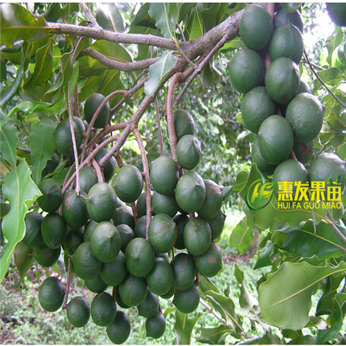 广东果苗批发、深圳澳洲坚果苗基地 