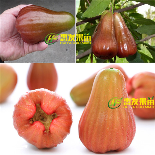 惠城区香水巴掌莲雾苗，东莞香水巴掌莲雾苗 