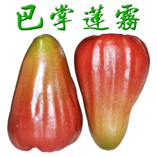 惠州香水巴掌莲雾苗，河源香水巴掌莲雾苗，广东果苗供应 