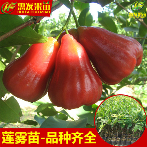 湛江黑金钢莲雾苗，湛江莲雾苗，湛江果树苗 