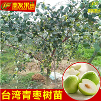 河源台湾青枣苗，河源蜜丝枣苗，河源青枣苗 