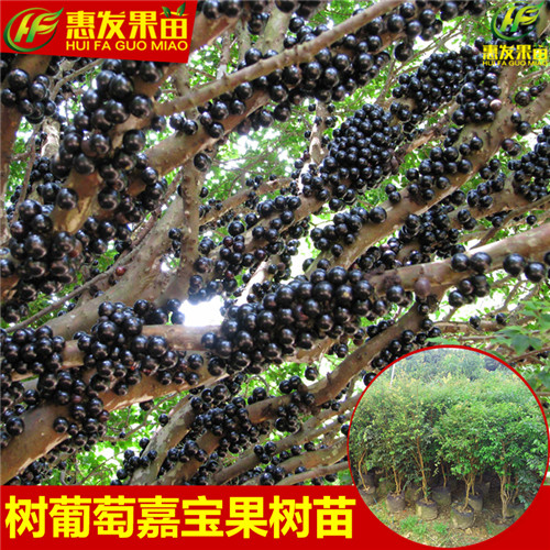 河源果苗，河源树葡萄苗，河源树葡萄苗基地 