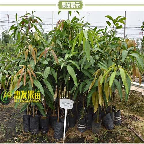 广东桂七芒果苗价格，广东桂七芒果苗批发 