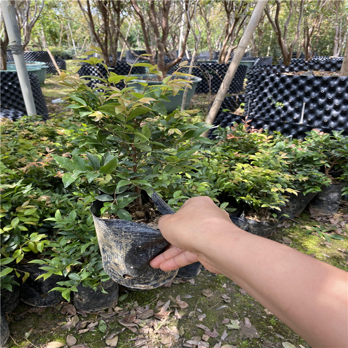惠州沙巴嘉宝果苗