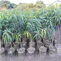 惠州红贵妃芒果苗，惠州芒果苗，惠州果苗 