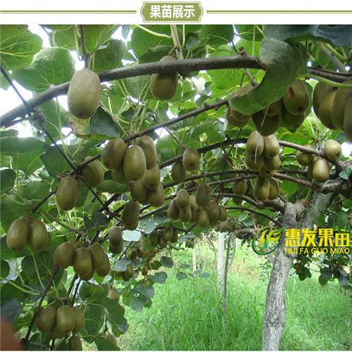 广东果苗批发-深圳弥猴桃苗，弥猴桃苗价格 