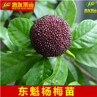 湛江果苗，湛江杨梅苗，湛江杨梅苗价格 