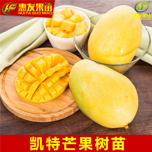 惠州凯特芒果苗，惠州芒果树苗，惠州果苗 