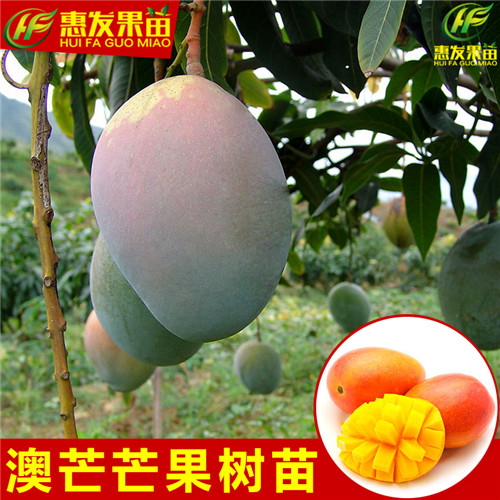 惠州澳芒果苗价格，惠州澳芒果苗，惠州芒果苗 