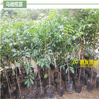 广东乌榄苗，惠州乌榄苗，惠州果树苗 
