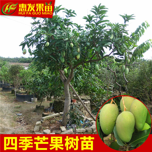 东莞四季芒果苗价格，东莞四季芒果苗批发 