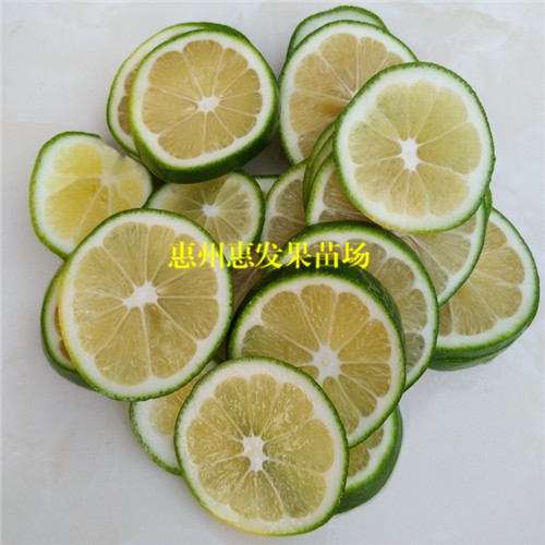 惠州北京青柠檬苗，惠州柠檬苗，惠州果苗 
