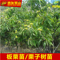 广东果苗供应、广州板粟苗、增城板粟苗 