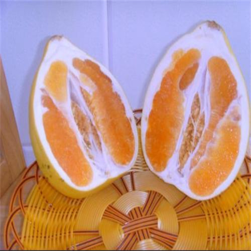 东莞黄金蜜柚苗，东莞蜜柚苗，东莞果苗 