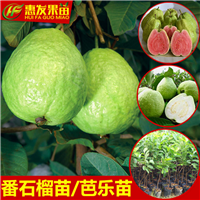 惠州红心番石榴苗，惠州番石榴苗，惠州果树苗 